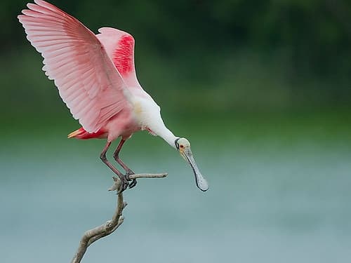 Roseate spoonbill balancing act, Smith Oaks Sanctuary, Bolivar Peninsula, High Island, Texas. Art Print